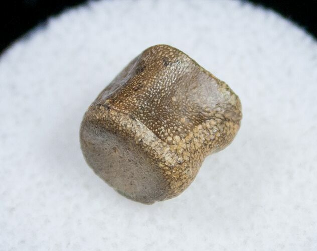 Champsosaurus Vertebrae (Cretaceous Reptile) #10817